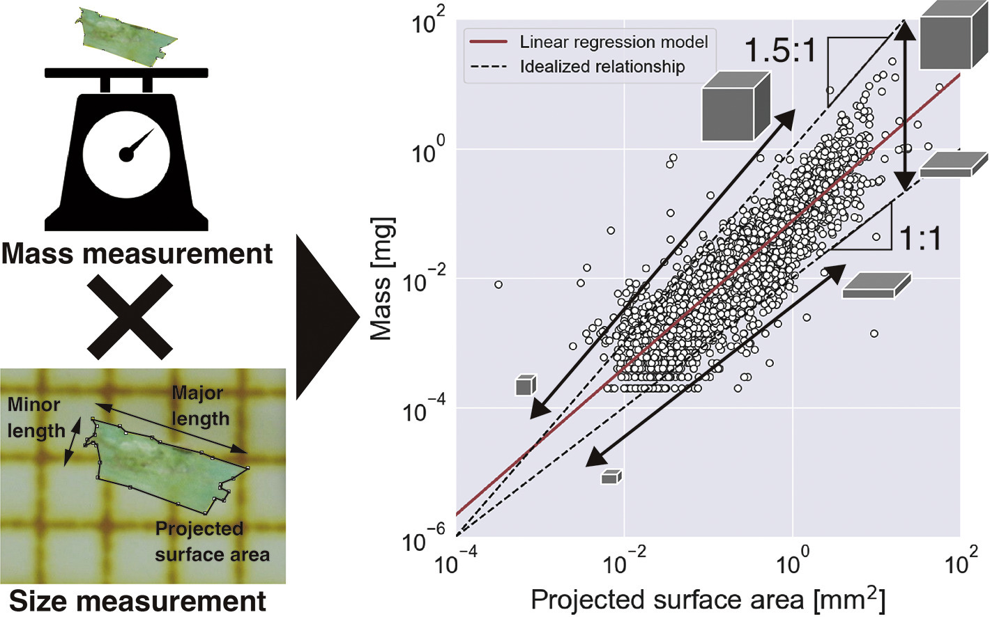 Graphical Abstract: Geometric relationship between the projected surface area and mass of a plastic particle